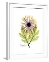 Chrysanthemum Portrait-Albert Koetsier-Framed Premium Giclee Print