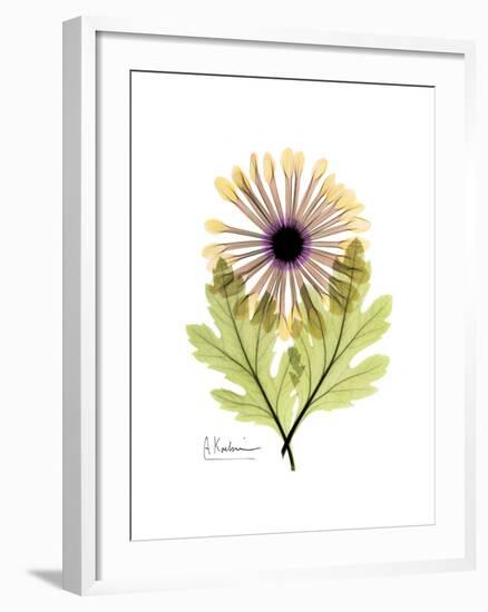 Chrysanthemum Portrait-Albert Koetsier-Framed Premium Giclee Print