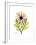 Chrysanthemum Portrait-Albert Koetsier-Framed Premium Giclee Print