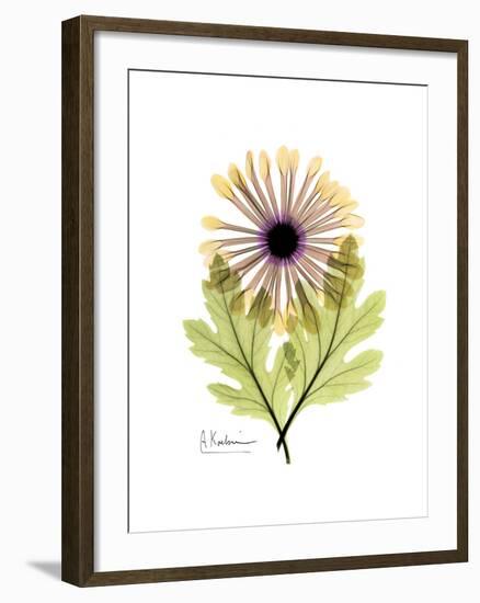 Chrysanthemum Portrait-Albert Koetsier-Framed Premium Giclee Print