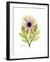 Chrysanthemum Portrait-Albert Koetsier-Framed Premium Giclee Print