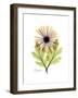 Chrysanthemum Portrait-Albert Koetsier-Framed Premium Giclee Print