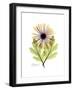 Chrysanthemum Portrait-Albert Koetsier-Framed Premium Giclee Print