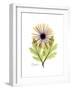 Chrysanthemum Portrait-Albert Koetsier-Framed Premium Giclee Print