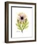 Chrysanthemum Portrait-Albert Koetsier-Framed Premium Giclee Print