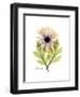 Chrysanthemum Portrait-Albert Koetsier-Framed Premium Giclee Print