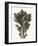 Chrysanthemum Segetum, Feverfew-Karl Blossfeldt-Framed Art Print