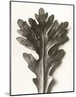 Chrysanthemum Segetum, Feverfew-Karl Blossfeldt-Mounted Art Print