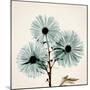Chrysanthemum Sky-Albert Koetsier-Mounted Photographic Print