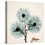 Chrysanthemum Sky-Albert Koetsier-Stretched Canvas