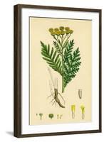 Chrysanthemum Tanacetum Common Tansy-null-Framed Giclee Print