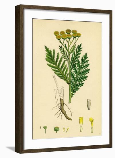 Chrysanthemum Tanacetum Common Tansy-null-Framed Giclee Print