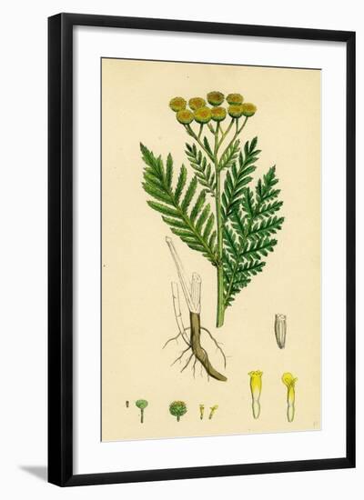 Chrysanthemum Tanacetum Common Tansy-null-Framed Giclee Print