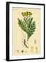 Chrysanthemum Tanacetum Common Tansy-null-Framed Giclee Print