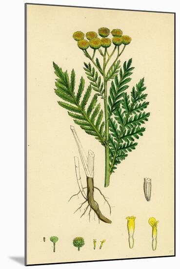 Chrysanthemum Tanacetum Common Tansy-null-Mounted Giclee Print
