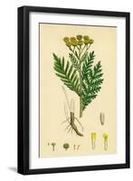 Chrysanthemum Tanacetum Common Tansy-null-Framed Giclee Print