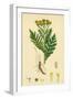Chrysanthemum Tanacetum Common Tansy-null-Framed Giclee Print