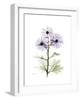 Chrysanthemum Trio-Albert Koetsier-Framed Premium Giclee Print