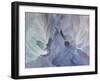 Chrysanthemum VI-David Pollard-Framed Art Print