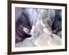 Chrysanthemum X-David Pollard-Framed Art Print