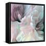 Chrysanthemum XI-David Pollard-Framed Stretched Canvas