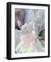 Chrysanthemum XII-David Pollard-Framed Art Print