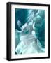 Chrysanthemum XV-David Pollard-Framed Art Print