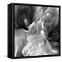 Chrysanthemum XVII-David Pollard-Framed Stretched Canvas