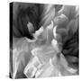 Chrysanthemum XVII-David Pollard-Stretched Canvas