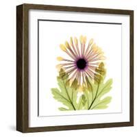 Chrysanthemum-Albert Koetsier-Framed Art Print