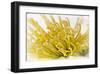 Chrysanthemum-null-Framed Art Print