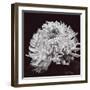 Chrysanthemum-Bill Philip-Framed Giclee Print