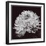 Chrysanthemum-Bill Philip-Framed Giclee Print