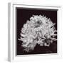 Chrysanthemum-Bill Philip-Framed Giclee Print