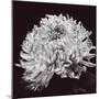 Chrysanthemum-Bill Philip-Mounted Giclee Print