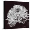 Chrysanthemum-Bill Philip-Stretched Canvas
