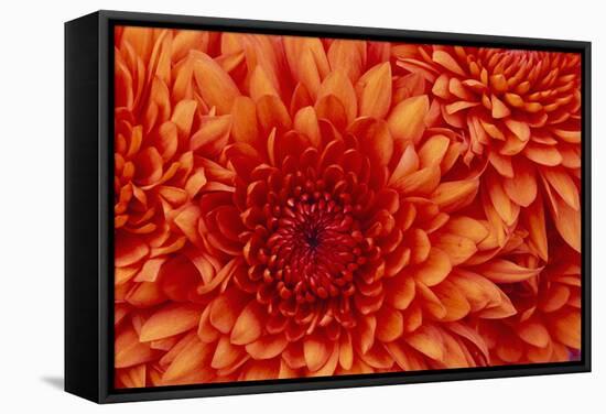 Chrysanthemum-DLILLC-Framed Stretched Canvas