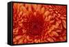 Chrysanthemum-DLILLC-Framed Stretched Canvas