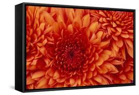 Chrysanthemum-DLILLC-Framed Stretched Canvas