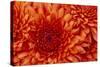 Chrysanthemum-DLILLC-Stretched Canvas