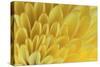 Chrysanthemum-DLILLC-Stretched Canvas