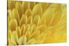 Chrysanthemum-DLILLC-Stretched Canvas