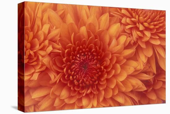 Chrysanthemum-DLILLC-Stretched Canvas