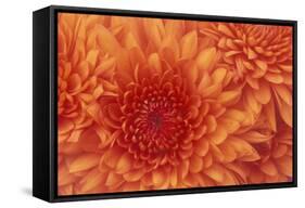 Chrysanthemum-DLILLC-Framed Stretched Canvas