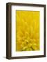 Chrysanthemum-DLILLC-Framed Photographic Print