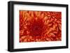 Chrysanthemum-DLILLC-Framed Photographic Print