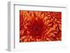 Chrysanthemum-DLILLC-Framed Photographic Print