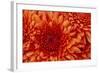 Chrysanthemum-DLILLC-Framed Photographic Print