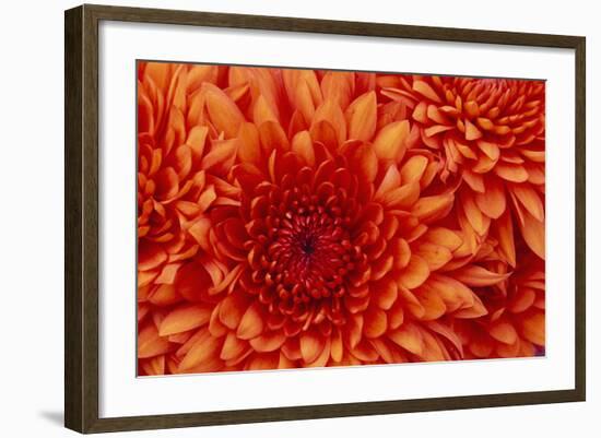 Chrysanthemum-DLILLC-Framed Photographic Print