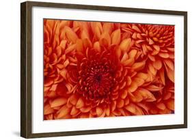 Chrysanthemum-DLILLC-Framed Photographic Print